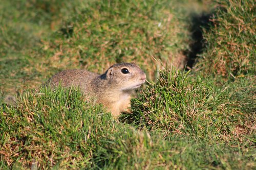 european ground squirrel  rodent  mammal