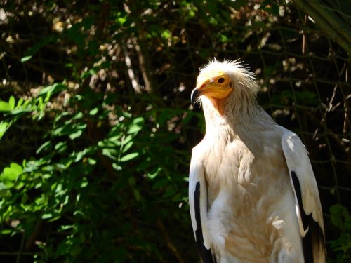 european honey-buzzard neophron percnopterus sup