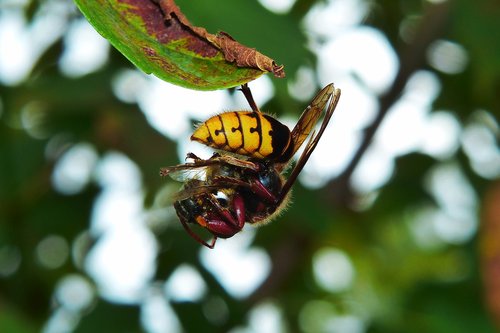 european hornet  insect  victim