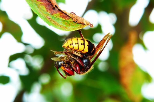 european hornet  insect  victim