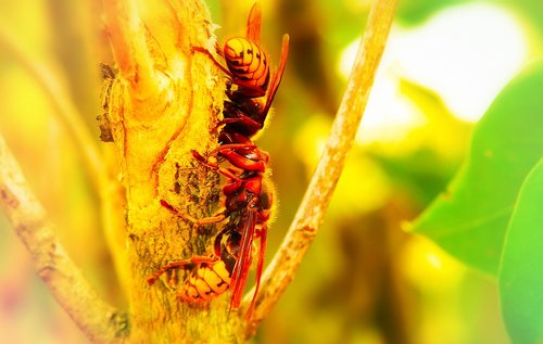 european hornet  insects  branch
