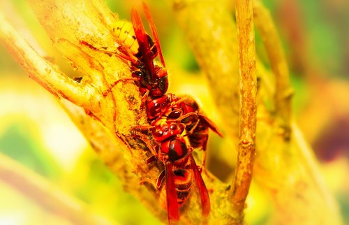 european hornet  insects  branch