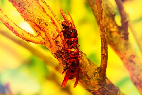 european hornet  insects  the bark