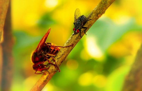 european hornet  insects  muchówka