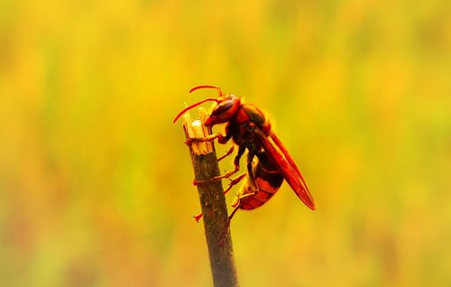 european hornet  insect  work