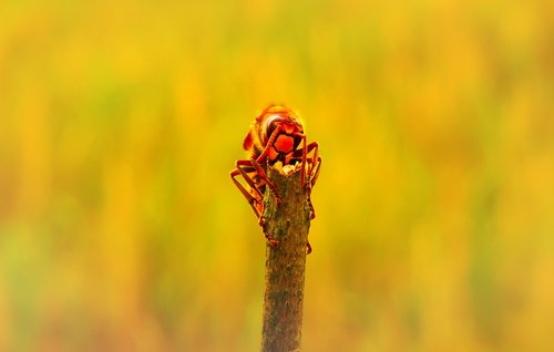 european hornet  insect  sprig