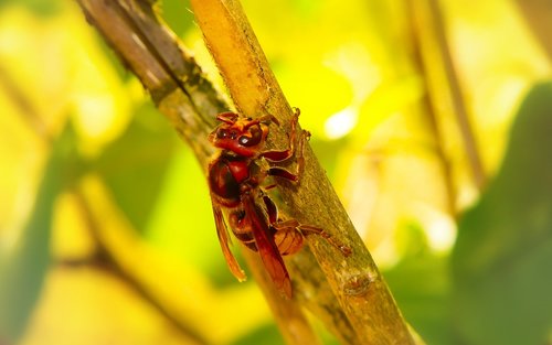 european hornet  insect  work