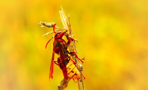 european hornet  insect  work