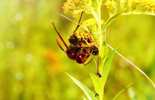 european hornet  bee miodna  food