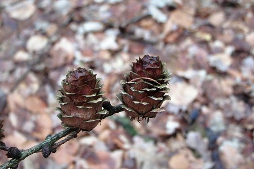 european larch  pinecone  small