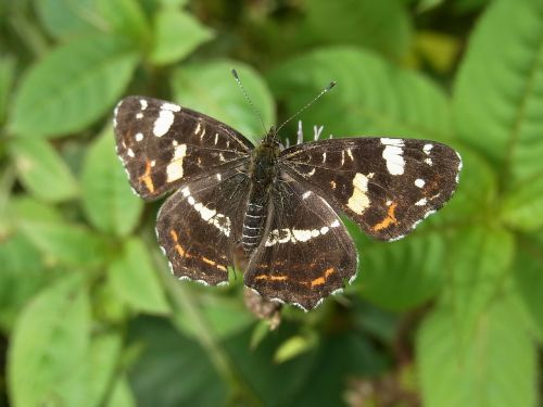 european map araschnia levana butterfly