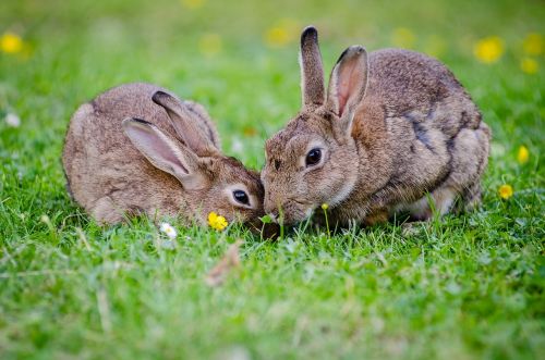 european rabbits bunnies grass