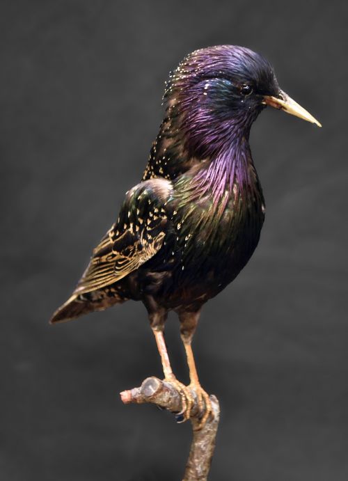 european starling starling bird