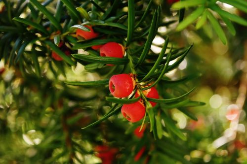 european yew taxus baccata food plant