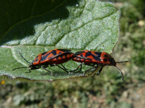 eurydema ornata red bug copulation