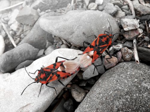 eurydema ornata red bug copulation