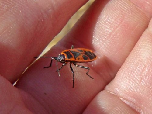 eurydema ornatum red bug beetle insect
