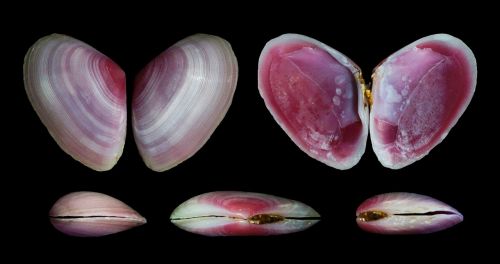 eurytellina lineata shells seashells