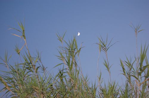 evening moon atmosphere