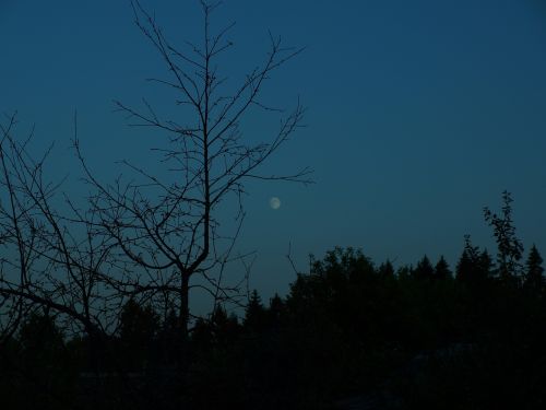 evening moon dark