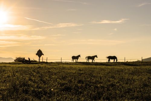 evening mood horses