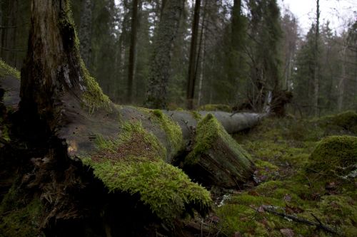 evening forest moss