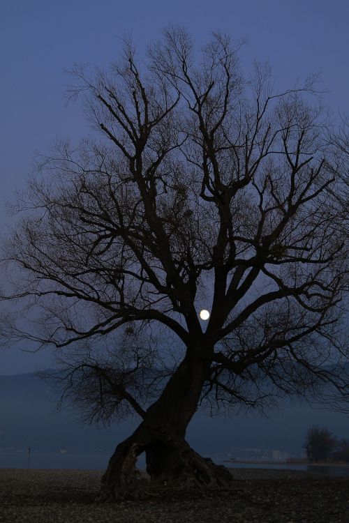 evening moon moonlight