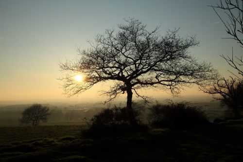 evening sunset the herbaria