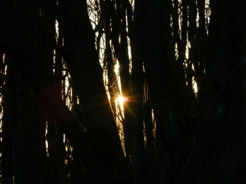 evening sun forest