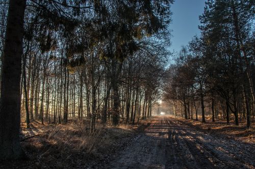 evening landscape trees