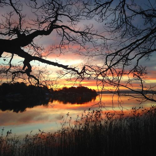 evening water tree