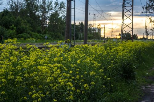 evening sunset railway