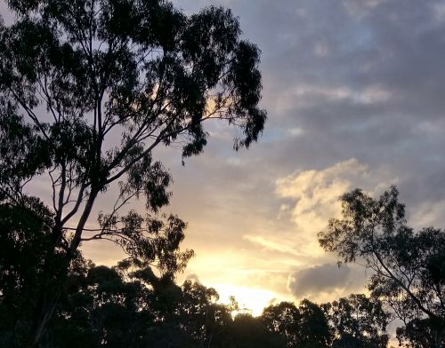evening eucalyptus silhouette