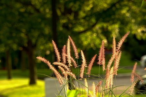 evening sunlight soft light