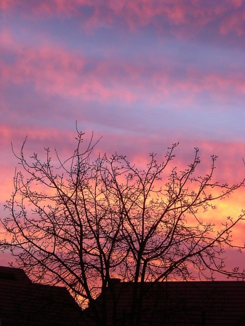 evening sky tree