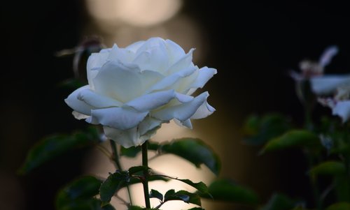 evening  sunset  rose