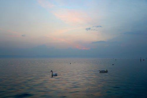 evening  lake  swans