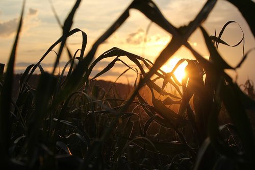 evening  sun  field