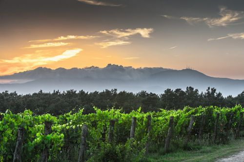 evening tuscany grape