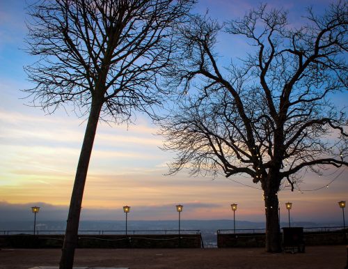 evening winter trees