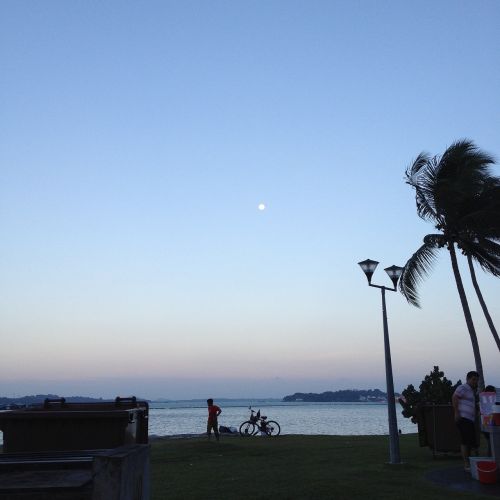 evening sky coconut