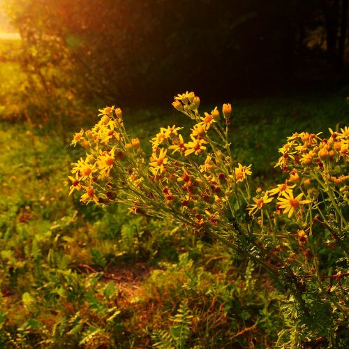 evening yellow flowers sunset