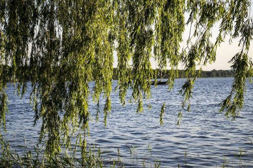 nature trees lake