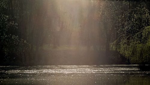 water nature plant