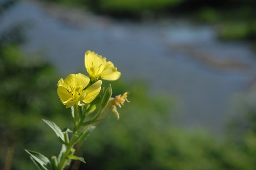 evening primrose  yellow