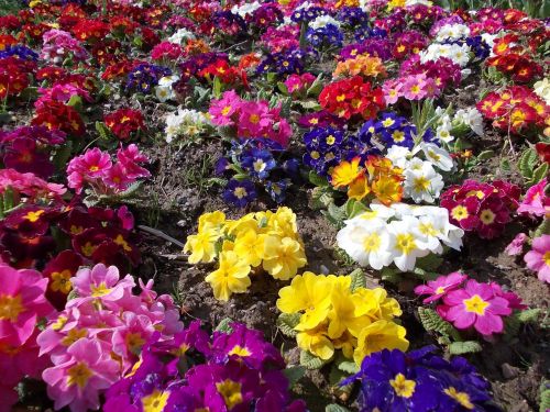 evening primrose flowers flower spring