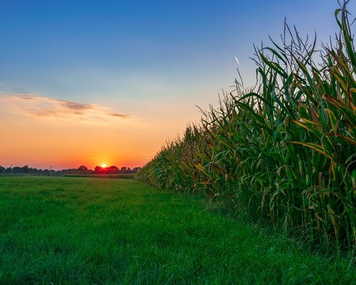 evening sky  cornfield  arable