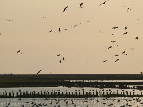 evening sky wadden sea birds