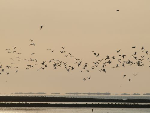 evening sky birds flock of birds