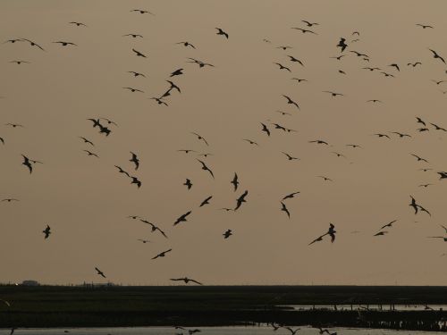 evening sky flock of birds atmospheric